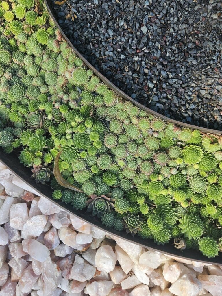 Aerial view of a diverse succulent garden bordered by gravel and stones.
