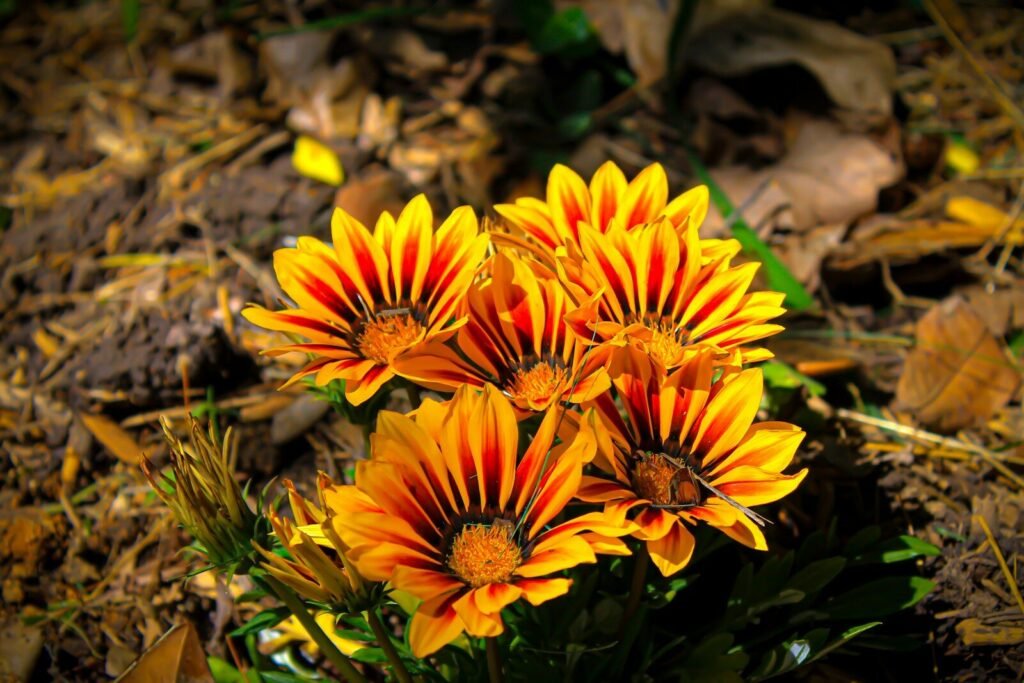 a group of orange flowers
