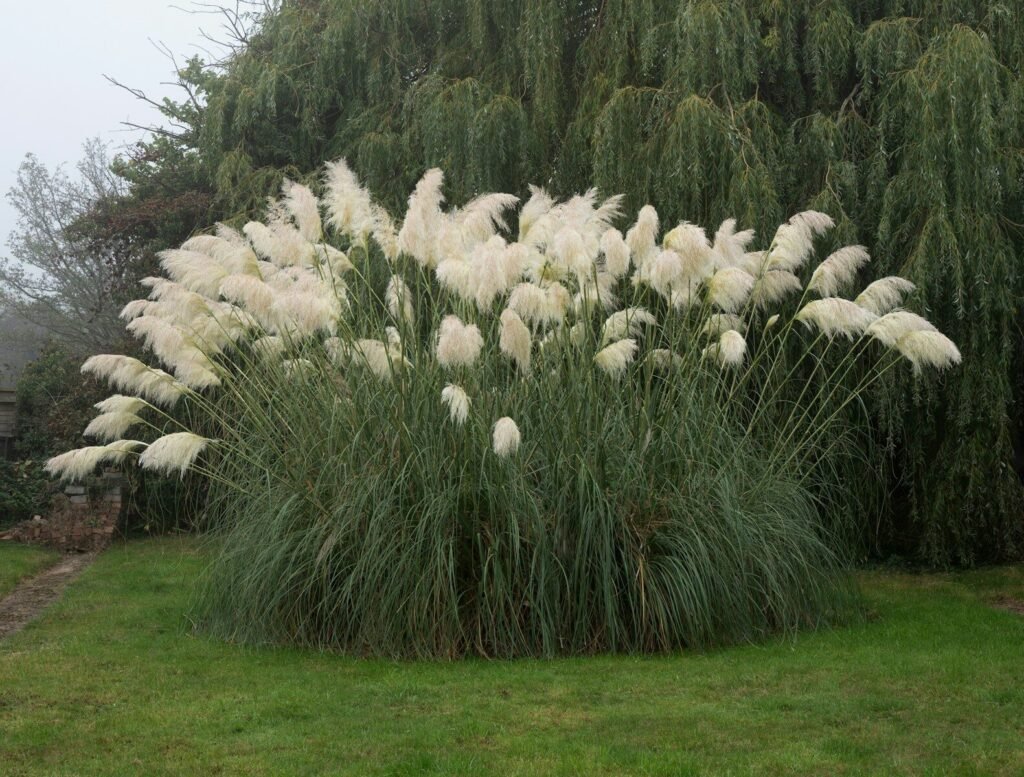 Large pampas grass bush with white plumes in garden.