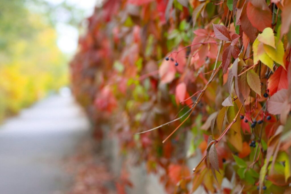 a wall covered in lots of leaves next to a road