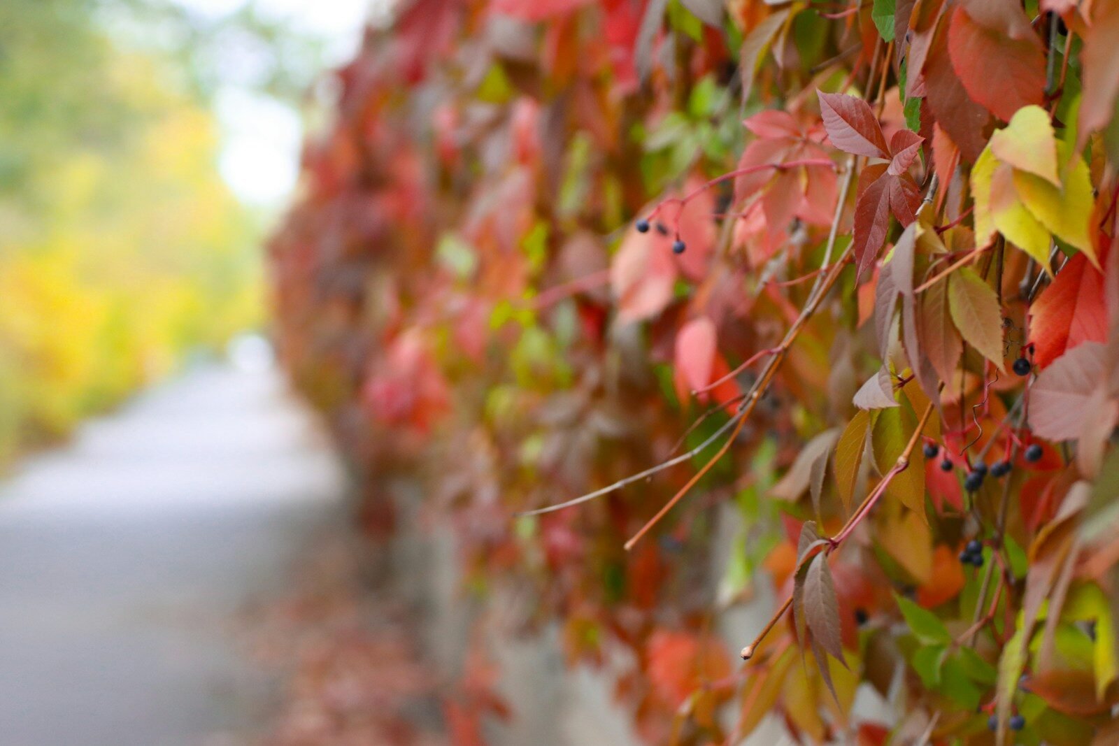 a wall covered in lots of leaves next to a road