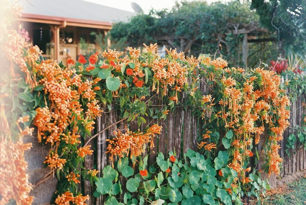 a garden with orange flowers