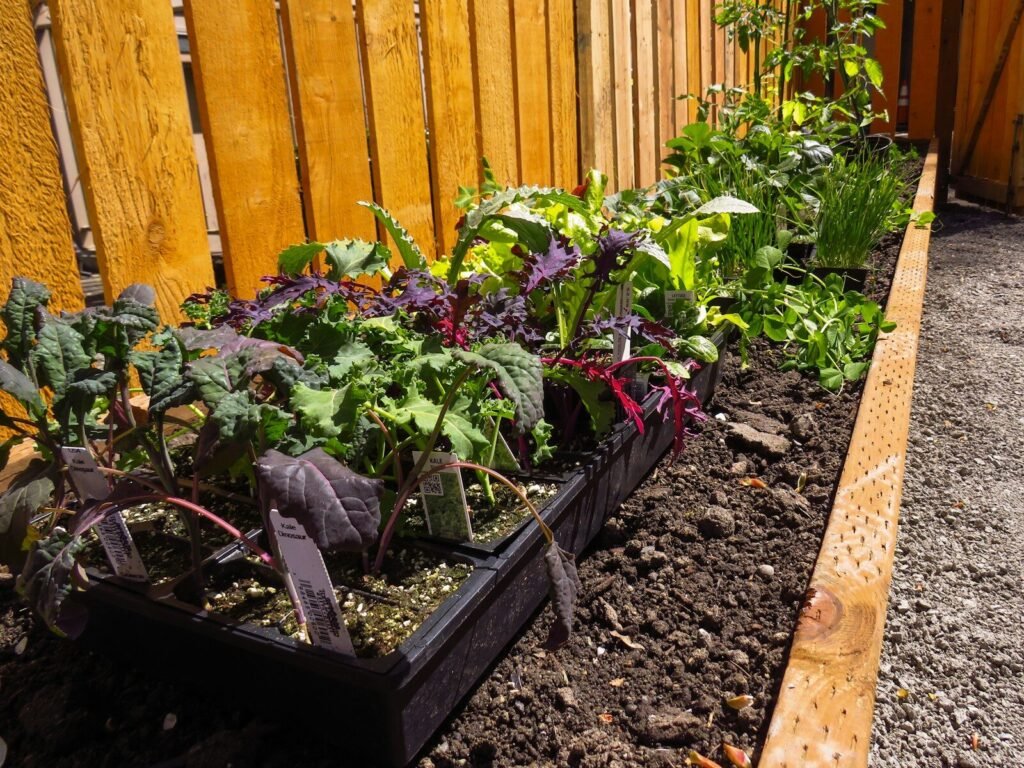 a garden with plants