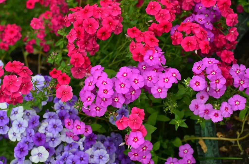 Colorful display of phlox flowers in a garden during summer.