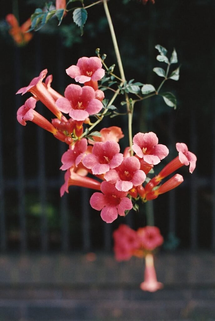 Perennial Vines and Texas Heat: The Perfect Climbers 5 Close-up of vibrant Campsis grandiflora flowers in bloom outdoors.