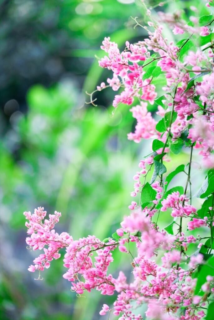 Perennial Vines and Texas Heat: The Perfect Climbers 4 Close-up of vibrant pink Mexican Creeper flowers in lush greenery outdoors.