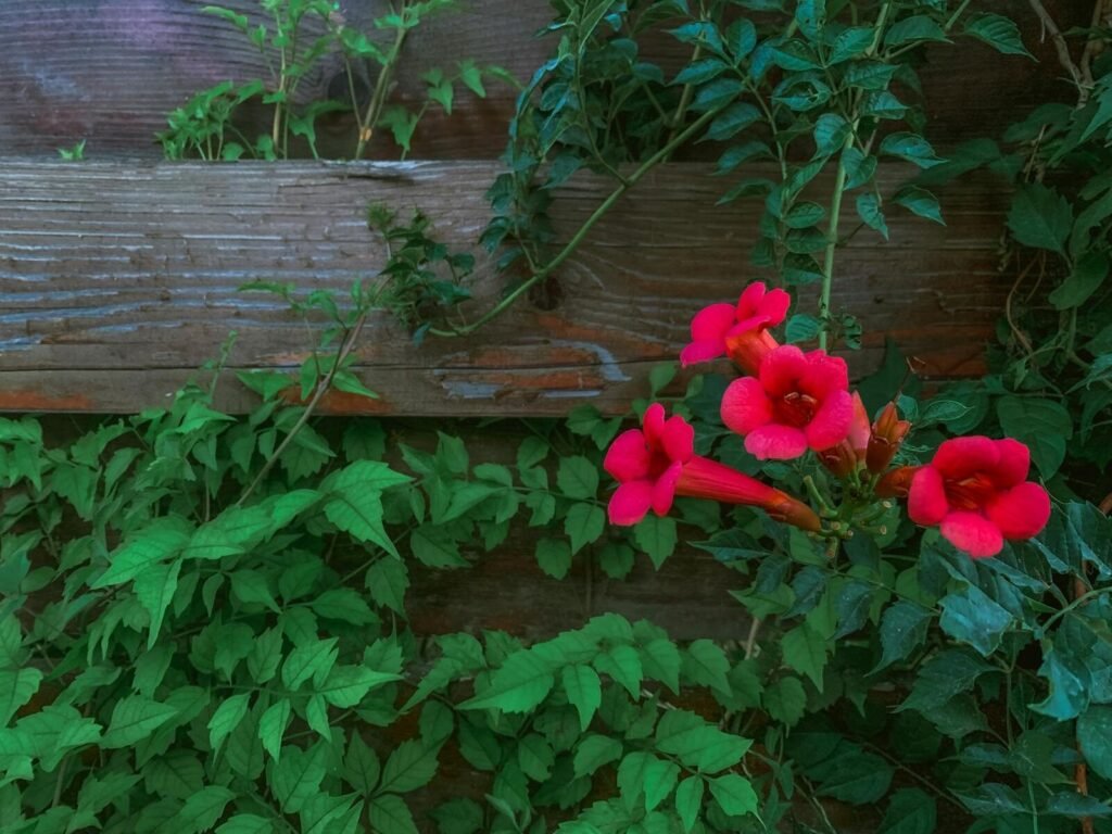 Perennial Vines and Texas Heat: The Perfect Climbers 6 Close-up of red flowers with green leaves against a wooden fence, creating a natural and rustic look.