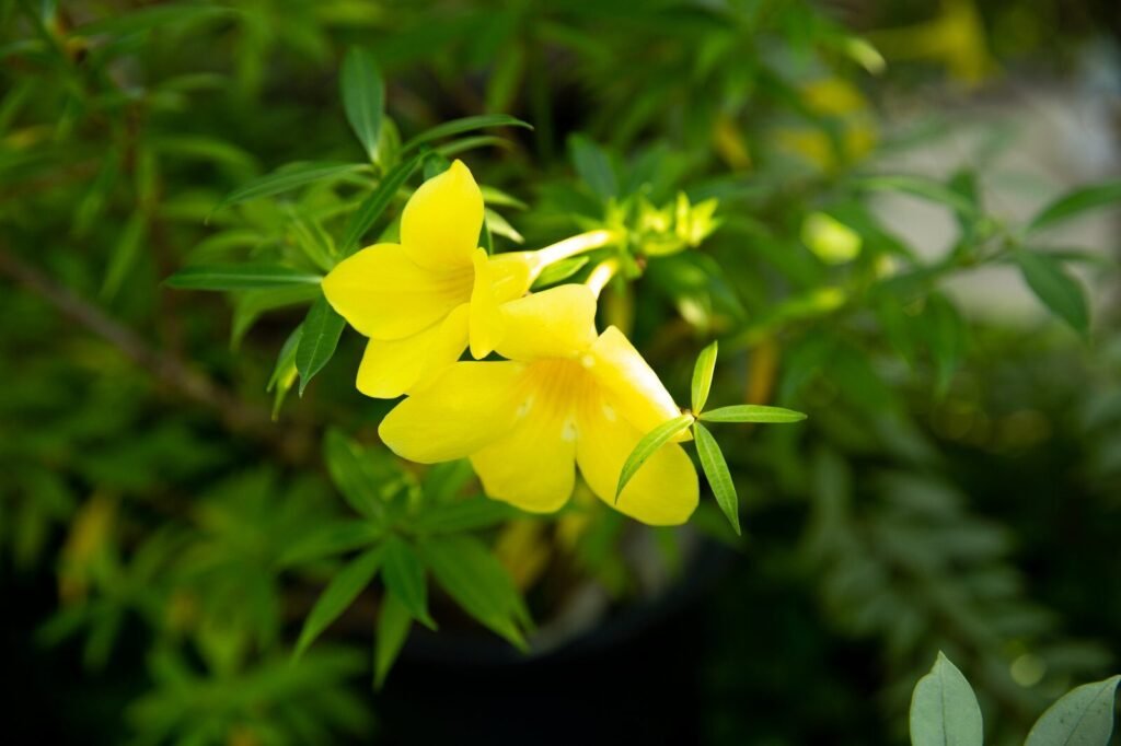 Perennial Vines and Texas Heat: The Perfect Climbers 12 Closeup of tender flowers with yellow bud growing on thin stalk on blurred background of meadow