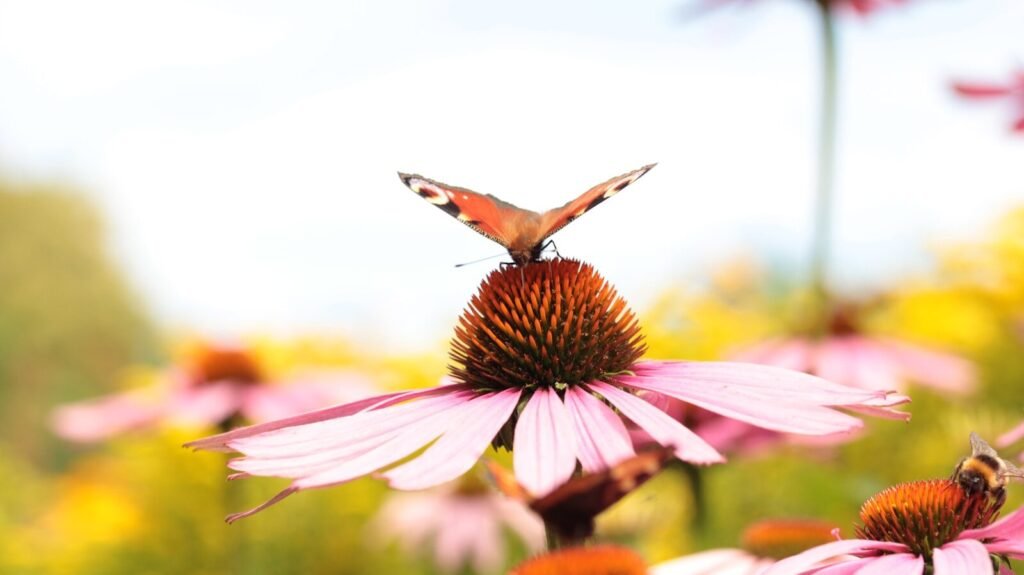 Perennials That Thrive; a butterfly sitting on top of a pink flower
