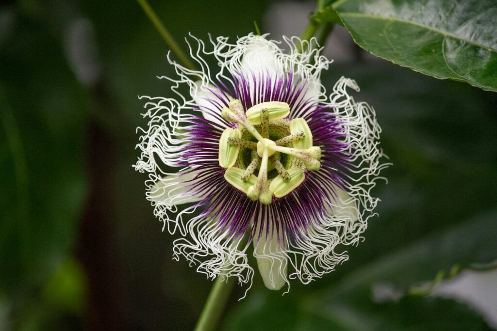 Perennial Vines and Texas Heat: The Perfect Climbers 8 purple and white petaled flower; Perennial Vines and Texas Heat