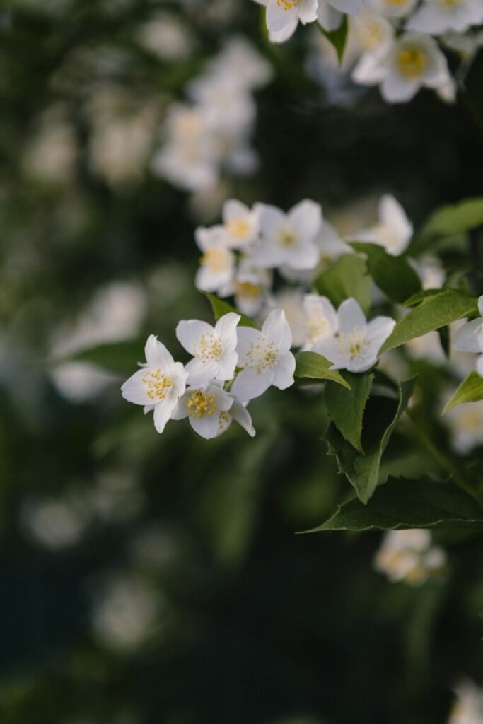 Perennial Vines and Texas Heat: The Perfect Climbers 11 A bunch of white flowers with green leaves