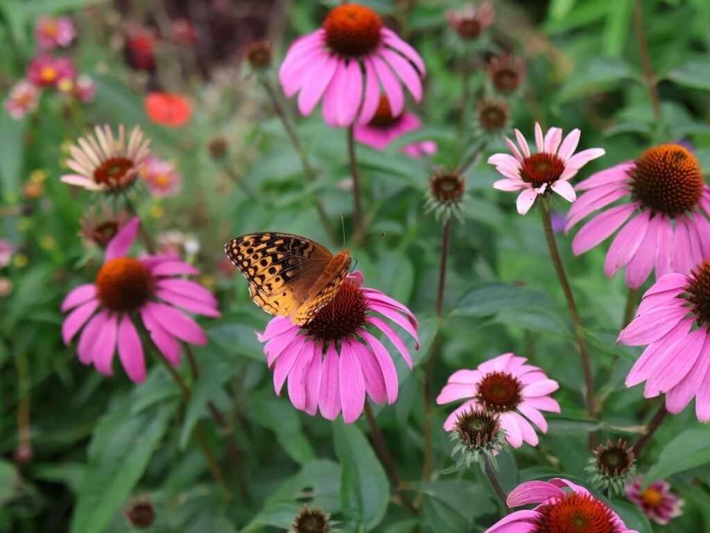 Explore Low-Maintenance Gardening with Perennial Flowerbeds 3 low maintenance gardening; a butterfly sitting on top of a pink flower