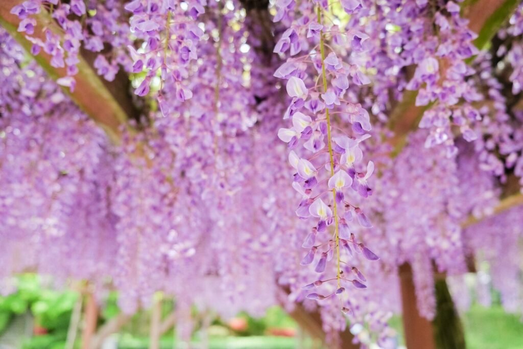 Perennial Vines and Texas Heat: The Perfect Climbers 13 a bunch of purple flowers hanging from a tree