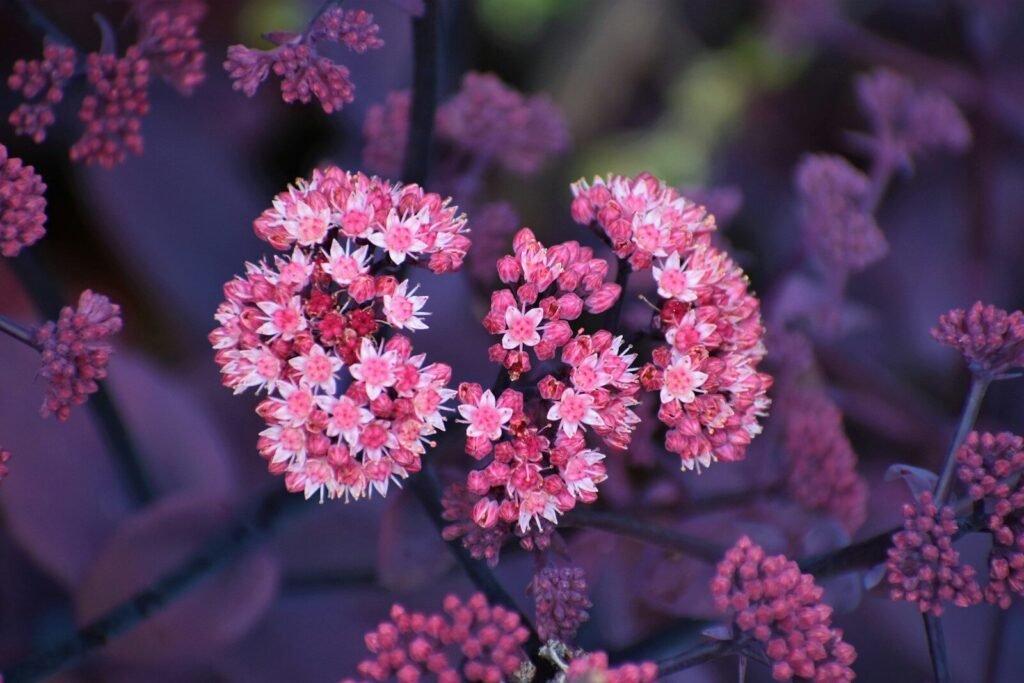 shallow focus photo of pink flowers
