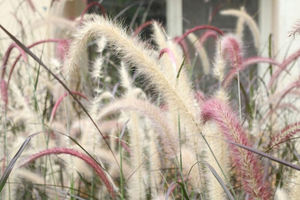 Close-up of fluffy ornamental grass with purple tips.