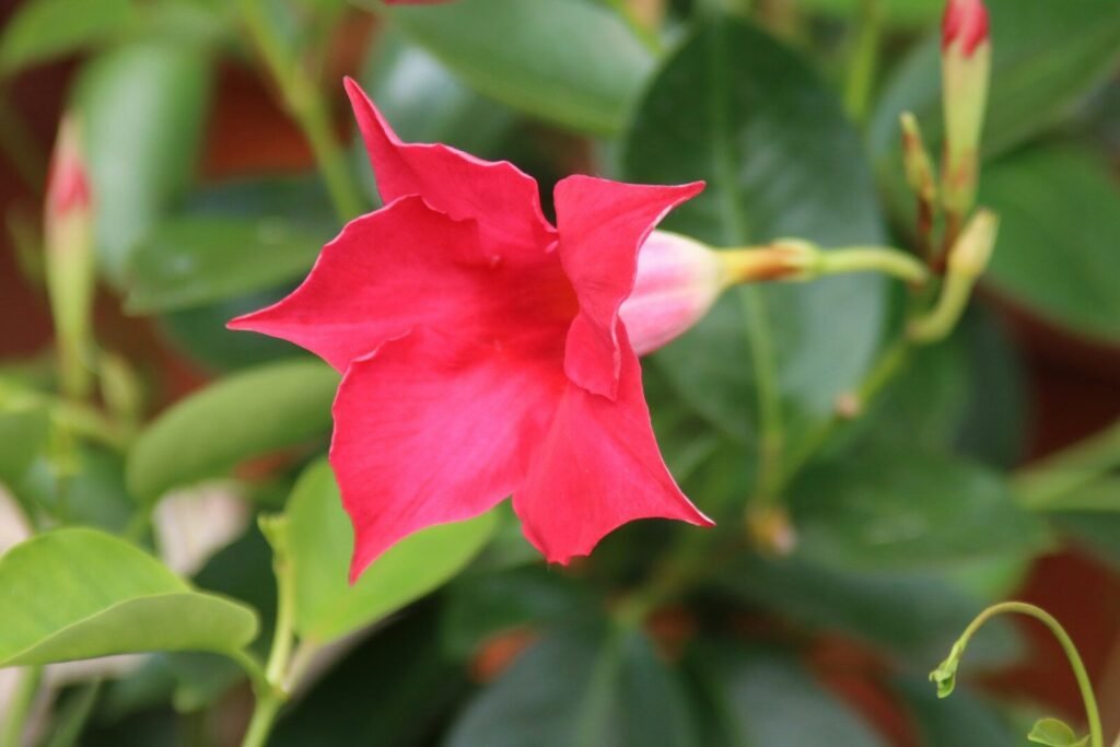Perennial Vines and Texas Heat: The Perfect Climbers 14 A vibrant red flower with green leaves and buds.
