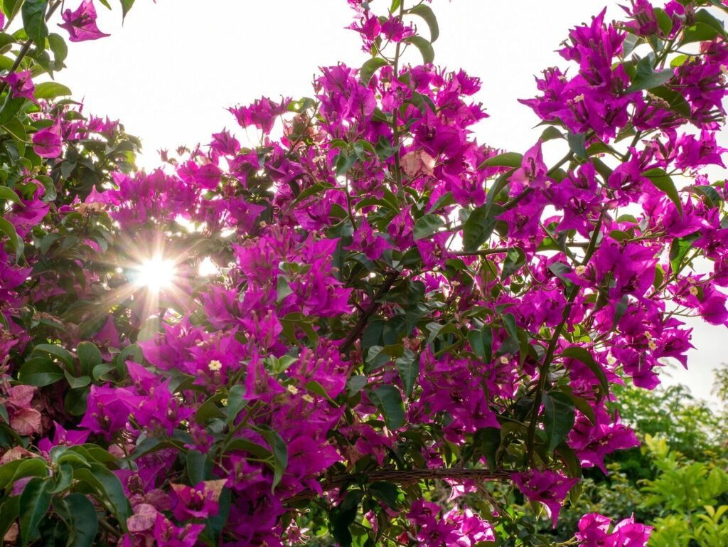 Perennial Vines and Texas Heat: The Perfect Climbers 3 the sun shines brightly through the purple flowers