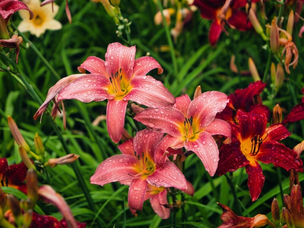 a group of flowers