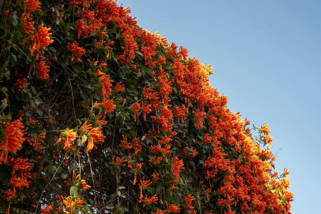 Perennial Vines and Texas Heat: The Perfect Climbers 7 Vibrant orange trumpet flowers climbing a wall