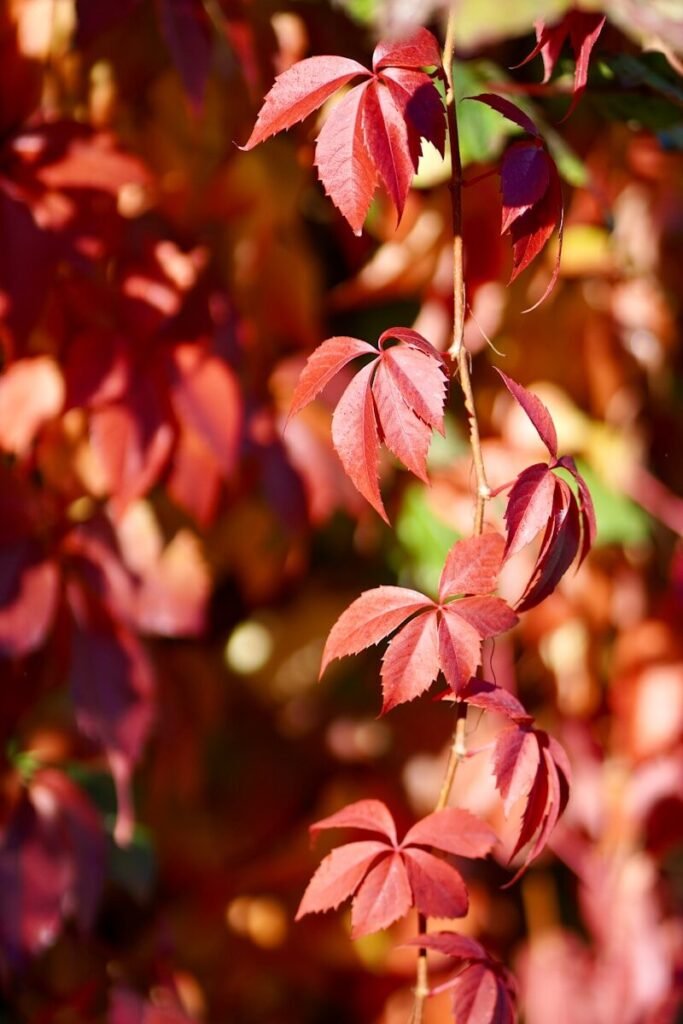 Perennial Vines and Texas Heat: The Perfect Climbers 10 a close up of a tree with red leaves