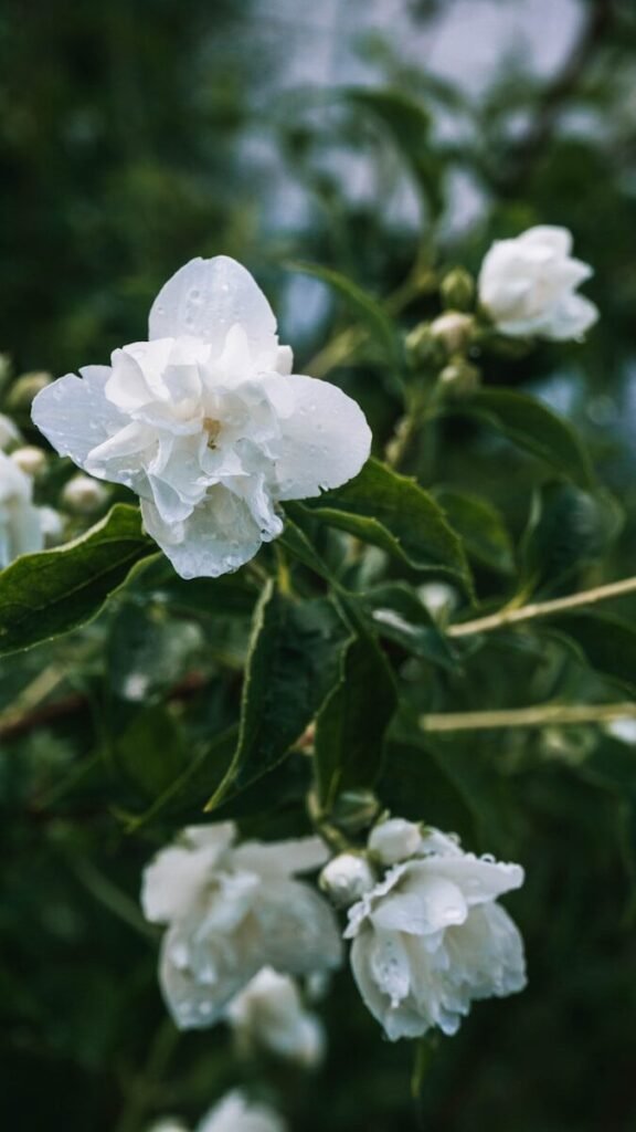 Perennial Vines and Texas Heat: The Perfect Climbers 15 white flower with green leaves
