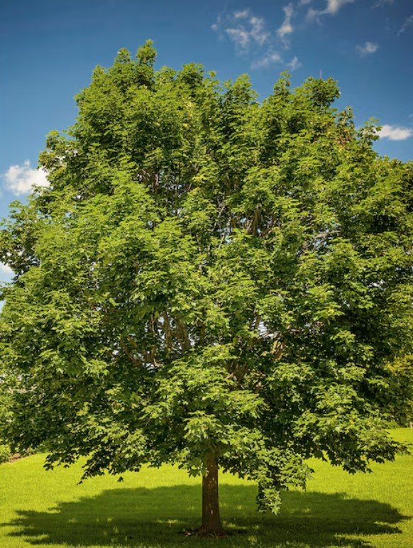 shade tree