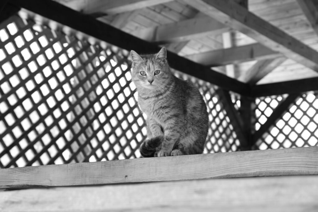 DIY Catio; A black and white photograph of a tabby cat sitting on a wooden structure with a lattice background.